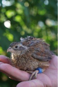 single quail band single quail band